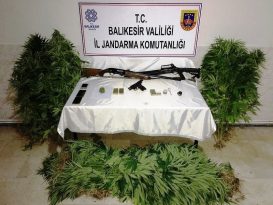 BANDIRMA’DA, UYUŞTURUCU OPERASYONUNDA 231 KÖK KENEVİR ELE GEÇİRİLDİ