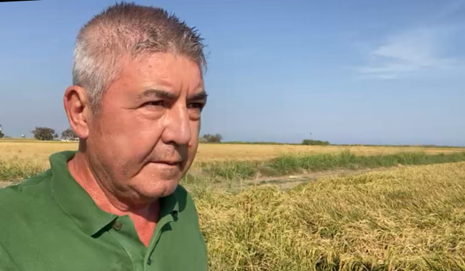 HAVUTÇA; “MİSAKÇA’LI ÇELTİK ÜRETİCİSİ, HATALI SU YÖNETİMİNE KURBAN OLDU… TARLALARI, KURAKLIK DEĞİL BECERİKSİZLİK YAKTI”