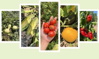 BALIKESİR BÜYÜKŞEHİR, “ATA TOHUMLARI” ENVANTERİNİ GÜÇLENDİRİYOR…